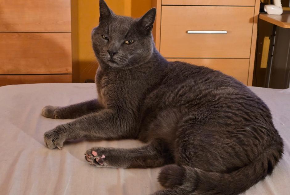 Vermisstmeldung Katze Männliche , 13 jahre Lussery-Villars Schweiz