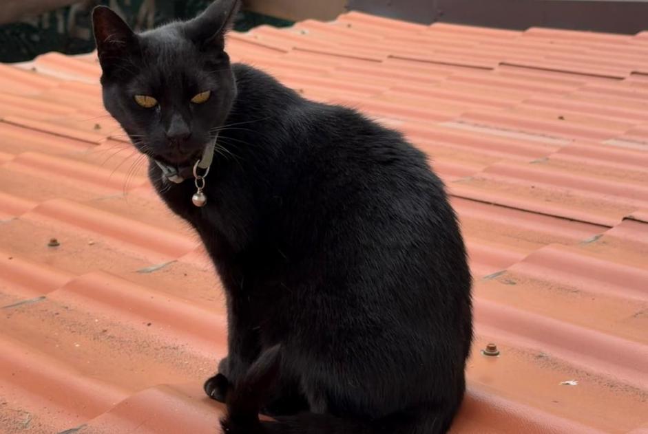 Vermisstmeldung Katze Weiblich , 13 jahre Lausanne Schweiz Vermisstmeldung Katze Weiblich , 13 jahre Lausanne Schweiz