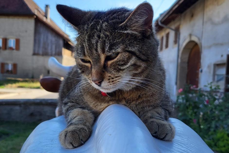 Vermisstmeldung Katze Weiblich , 12 jahre Treytorrens (Payerne) Schweiz Vermisstmeldung Katze Weiblich , 12 jahre Treytorrens (Payerne) Schweiz