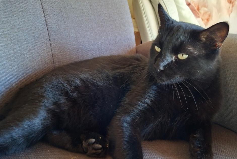 Discovery alert Cat Male Savièse Switzerland