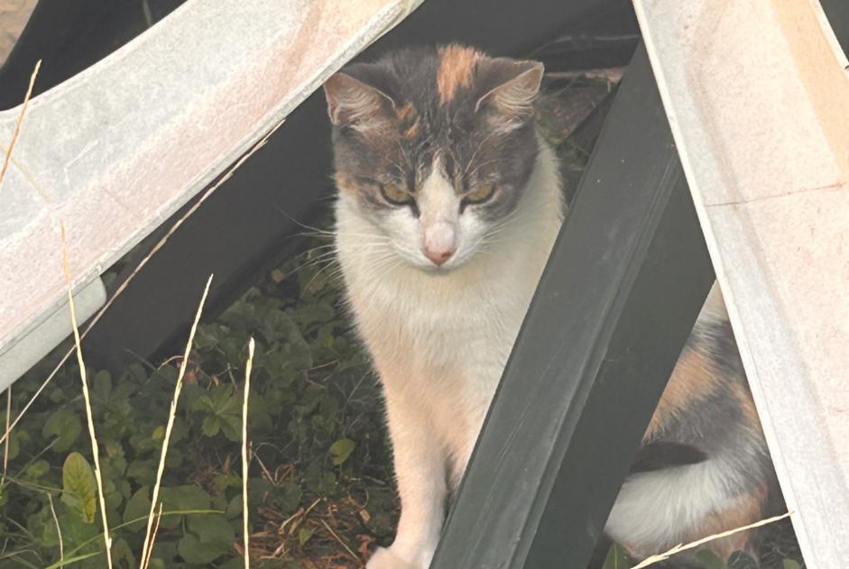 Discovery alert Cat Female Avenches Switzerland Discovery alert Cat Female Avenches Switzerland