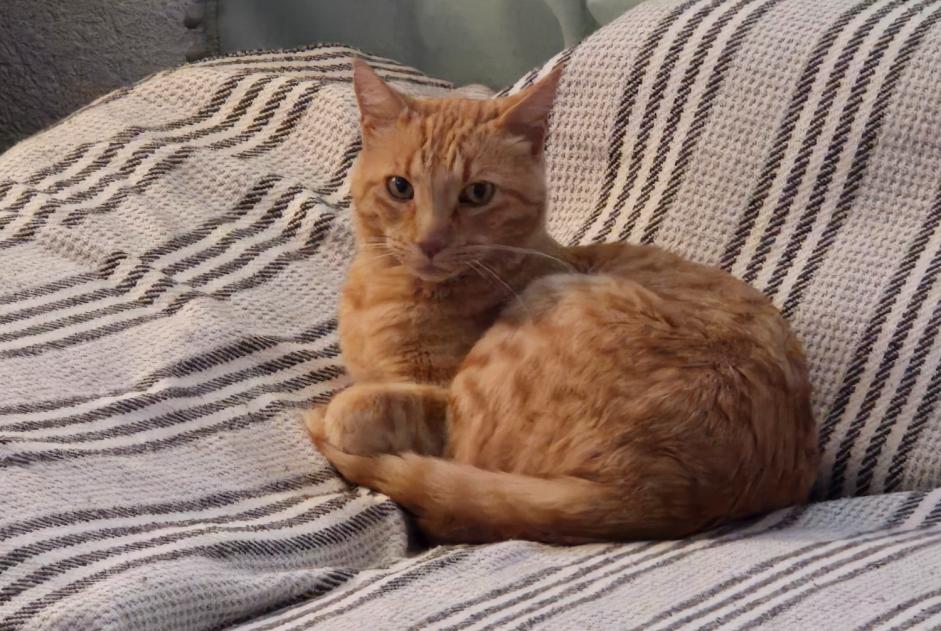 Discovery alert Cat Male Founex Switzerland Discovery alert Cat Male Founex Switzerland