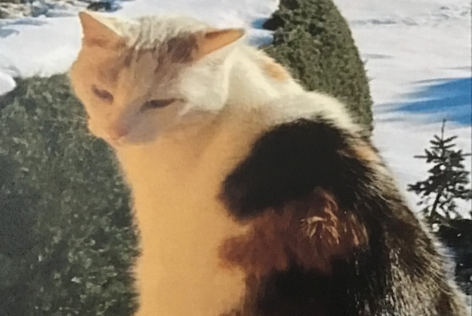 Disappearance alert Cat Female , 13 years 1938 Champex Lac Switzerland Disappearance alert Cat Female , 13 years 1938 Champex Lac Switzerland