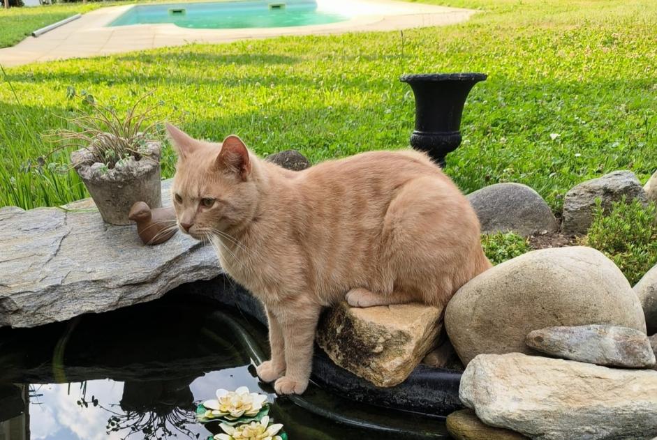 Disappearance alert Cat Male , 1 years Chéserex Switzerland Disappearance alert Cat Male , 1 years Chéserex Switzerland