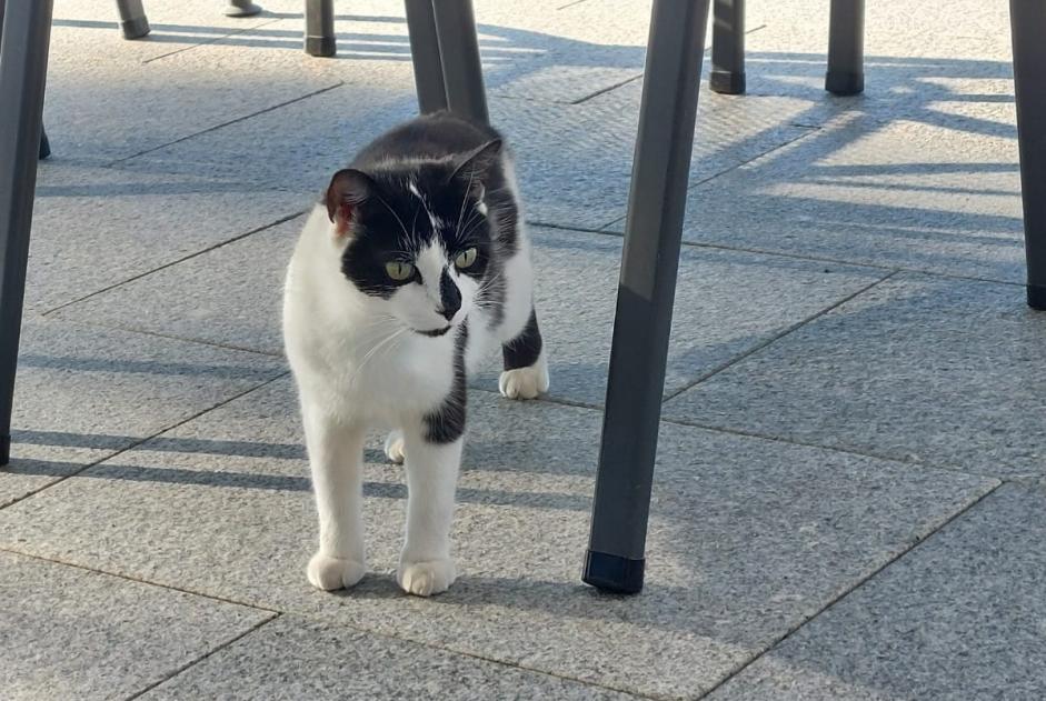 Alerta de Hallazgo Gato Desconocido Vuarrens Suiza Alerta de Hallazgo Gato Desconocido Vuarrens Suiza