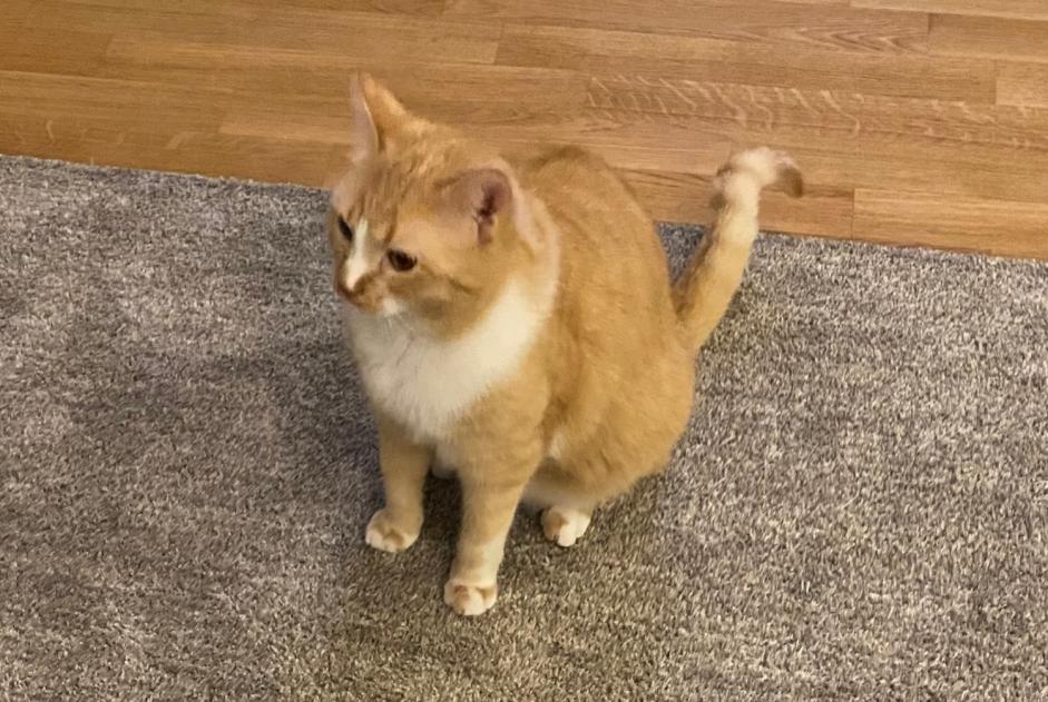 Alerte Disparition Chat croisement Mâle , 2 ans Bern Suisse Alerte Disparition Chat croisement Mâle , 2 ans Bern Suisse