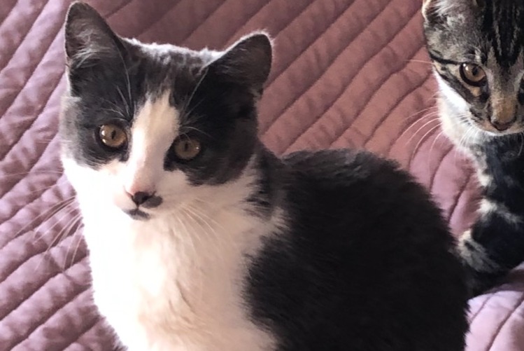 Alerte Disparition Chat Femelle , 1 ans Renan Suisse Alerte Disparition Chat Femelle , 1 ans Renan Suisse