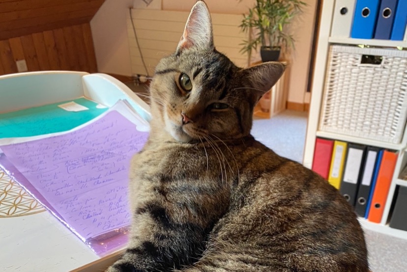Alerte Disparition Chat croisement Femelle , 2 ans Tavannes Suisse
