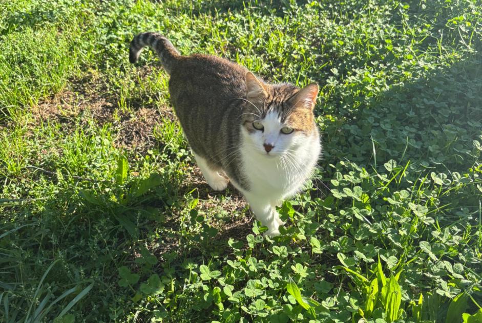 Alerte Disparition Chat croisement Femelle , 8 ans Genève Suisse Alerte Disparition Chat croisement Femelle , 8 ans Genève Suisse