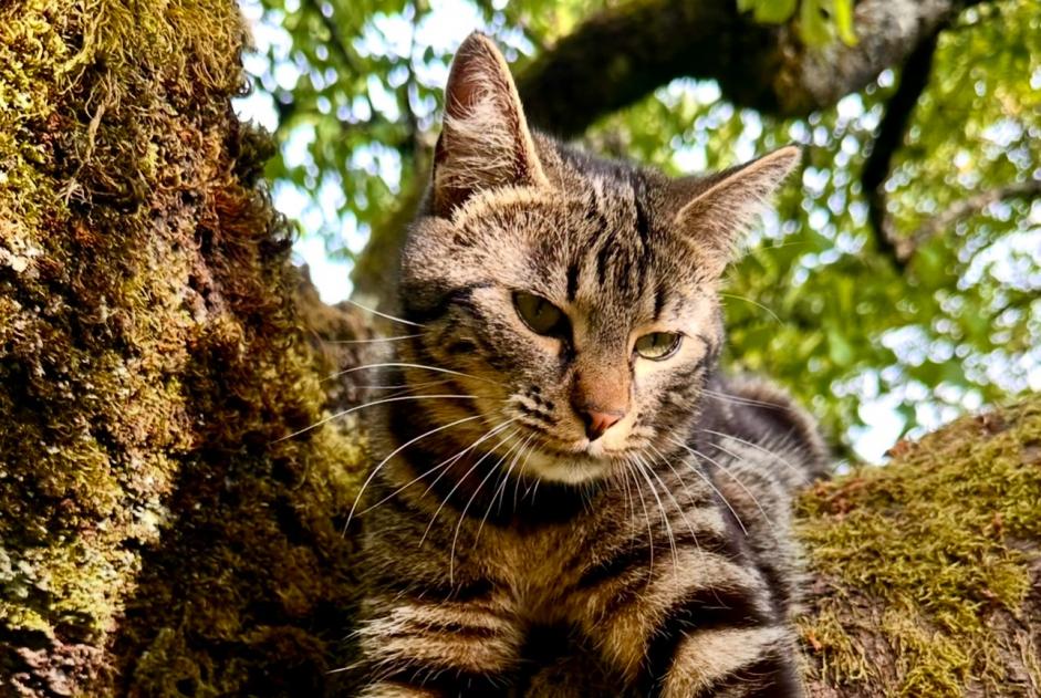 Alerte Disparition Chat Femelle , 2 ans Milvignes Suisse Alerte Disparition Chat Femelle , 2 ans Milvignes Suisse