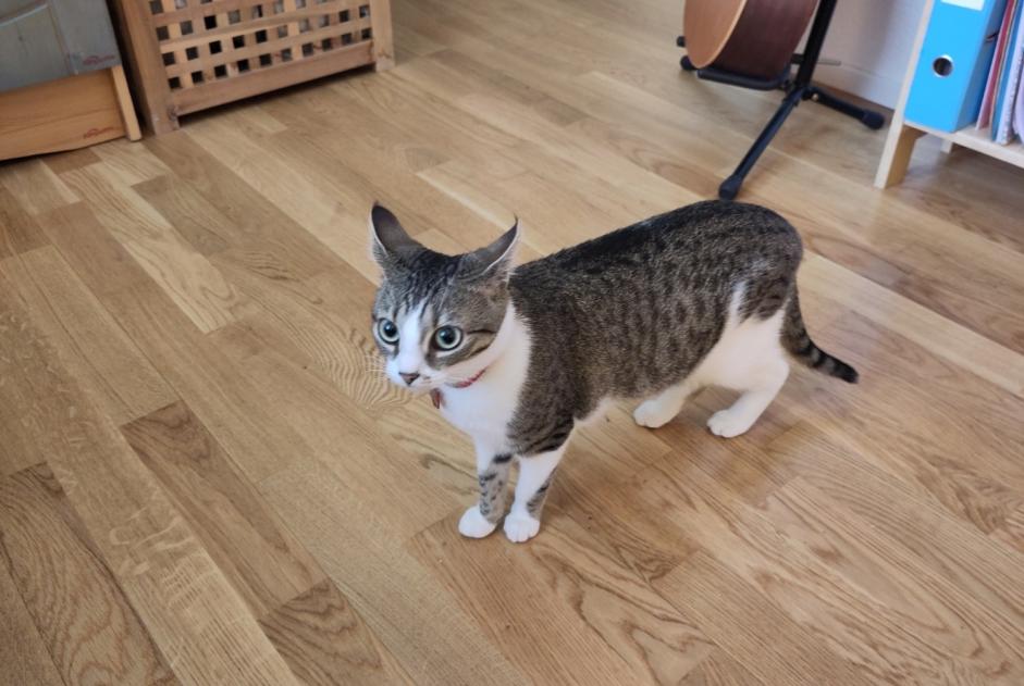 Alerte Disparition Chat Femelle , 1 ans Neuenburg Suisse Alerte Disparition Chat Femelle , 1 ans Neuenburg Suisse