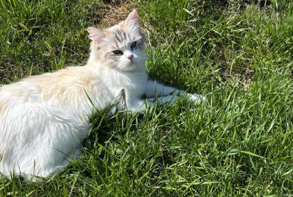 Alerte Disparition Chat Femelle , 6 ans Riddes Suisse Alerte Disparition Chat Femelle , 6 ans Riddes Suisse