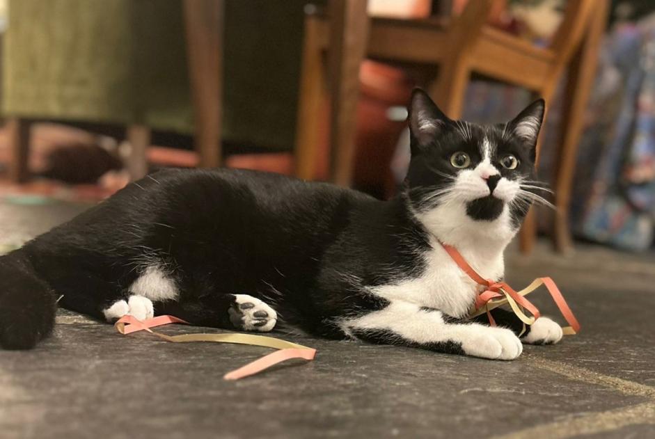 Alerte Disparition Chat croisement Mâle , 2 ans Lausanne Suisse