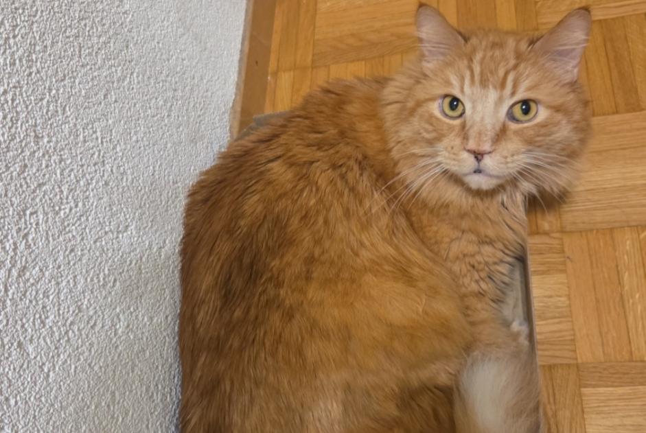 Alerte Disparition Chat Mâle , 8 ans Yverdon-les-Bains Suisse Alerte Disparition Chat Mâle , 8 ans Yverdon-les-Bains Suisse