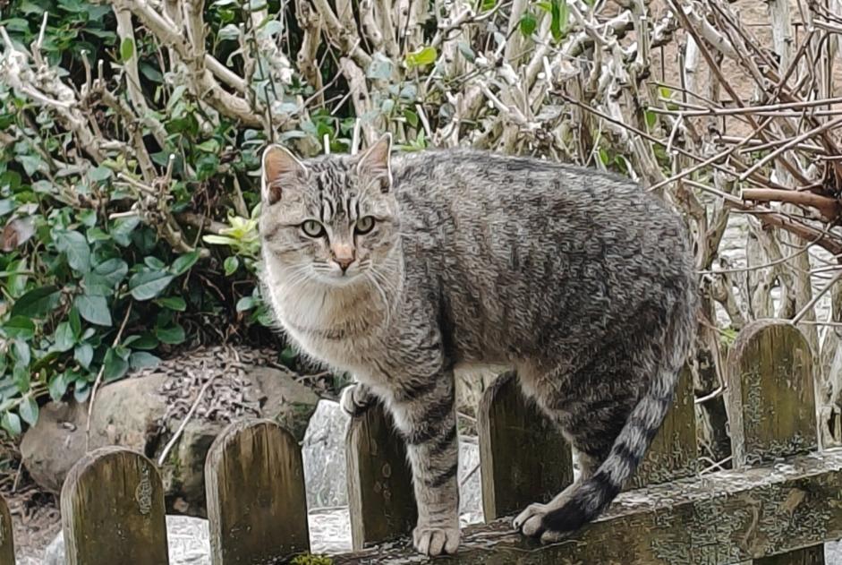 Alerte Disparition Chat croisement Mâle , 0 ans Eysins Suisse Alerte Disparition Chat croisement Mâle , 0 ans Eysins Suisse