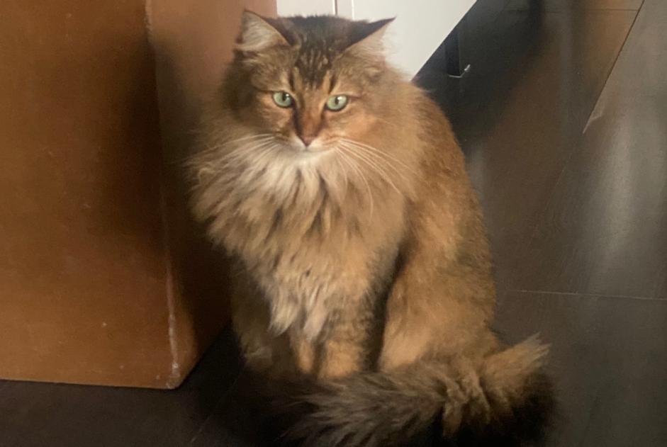 Alerte Disparition Chat croisement Femelle , 5 ans Cugy Suisse