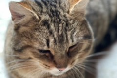 Alerte Découverte Chat croisement Mâle Courtelary Suisse Alerte Découverte Chat croisement Mâle Courtelary Suisse