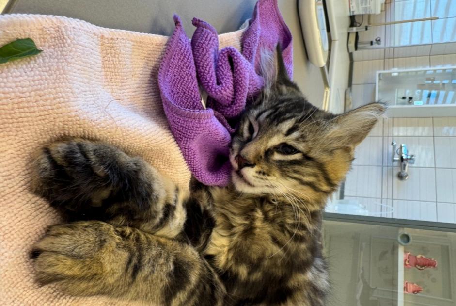 Alerte Découverte Chat croisement Femelle Lonay Suisse Alerte Découverte Chat croisement Femelle Lonay Suisse