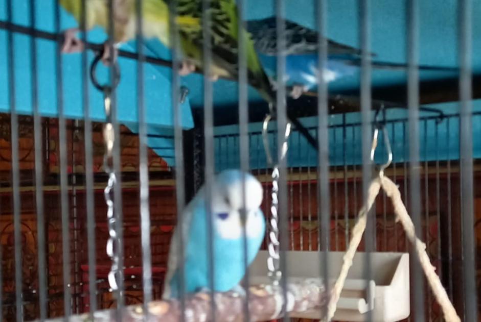 Alerte Disparition Oiseau Mâle , 2026 ans Inden Suisse