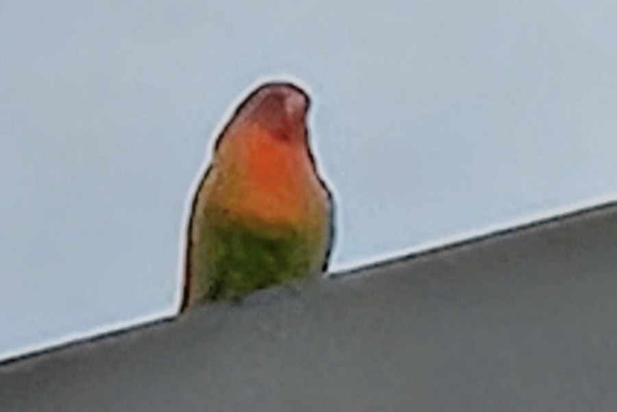 Alerte Découverte Oiseau Inconnu Courtepin Suisse