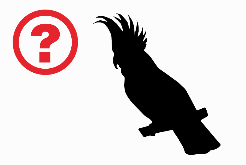 Alerte Découverte Oiseau Inconnu Bavois Suisse Alerte Découverte Oiseau Inconnu Bavois Suisse