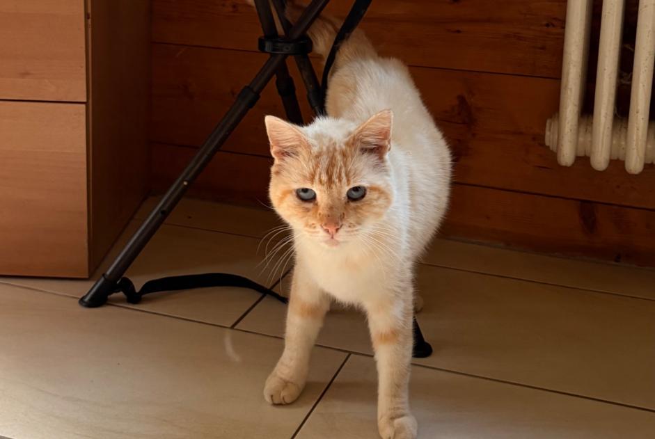Avviso Ritrovamento Gatto Non conosciuta Chamoson Svizzera Avviso Ritrovamento Gatto Non conosciuta Chamoson Svizzera