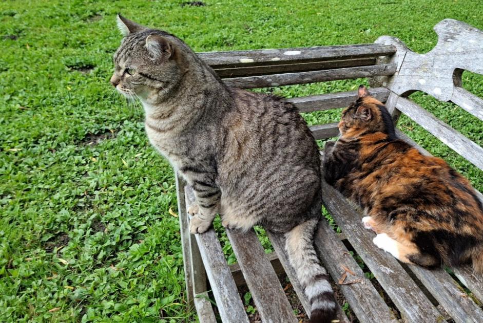 Verdwijningsalarm Kat Mannetje , 10 jaar Noville Zwitserland Verdwijningsalarm Kat Mannetje , 10 jaar Noville Zwitserland