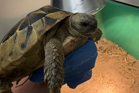 Ontdekkingsalarm Schildpad Onbekend Bern Zwitserland