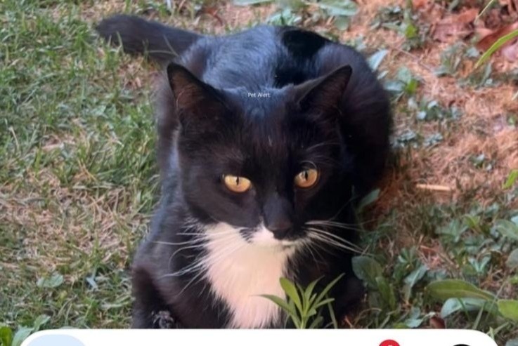 Alerta desaparecimento Gato  Fêmea , 26 anos Sion Switzerland