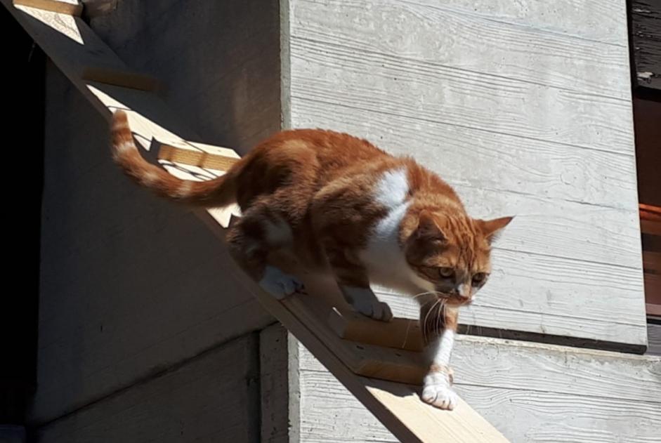 Alerta desaparecimento Gato Macho , 6 anos Mont-Noble Switzerland Alerta desaparecimento Gato Macho , 6 anos Mont-Noble Switzerland