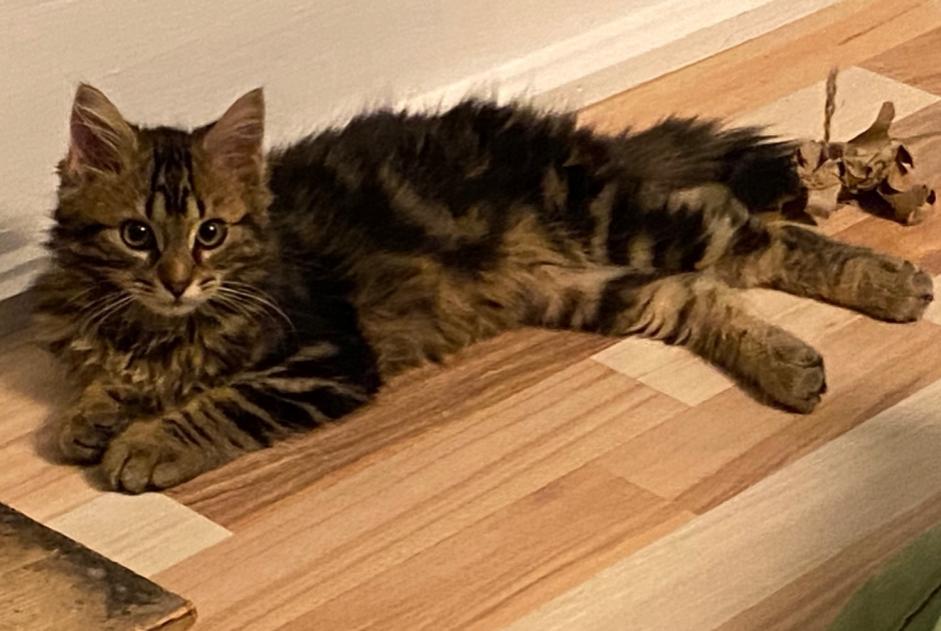 Alerta descoberta Gato Macho , Entre 1 e 3 meses Clos du Doubs Switzerland