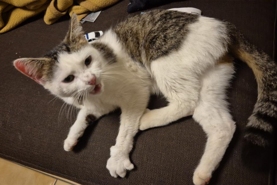 Alerta descoberta Gato Fêmea Blonay - Saint-Légier Switzerland